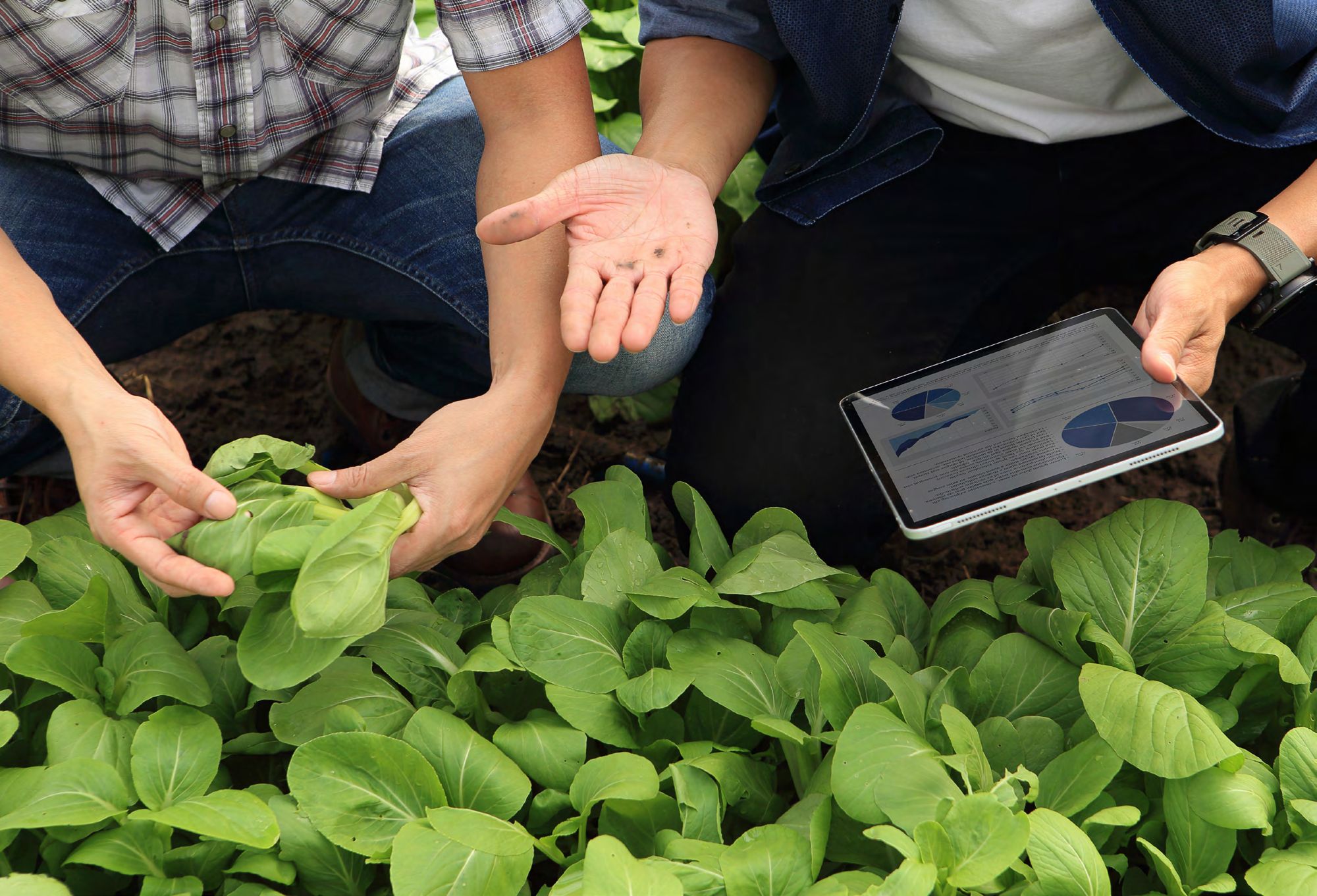 Hands holding soil above leafy crops next to a tablet showing charts